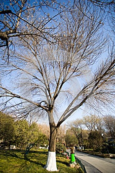 The tree in the park photo