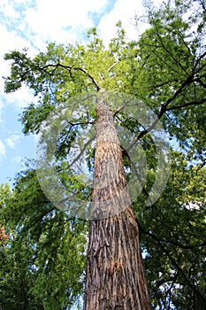 Tree of the park of valentino of Turin photo