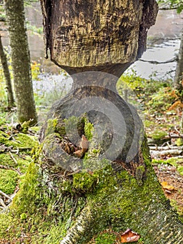 Tree partially gnawed by beaver