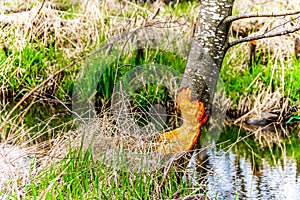 Tree partly chewed through by Beavers in beautiful British Columbia, Canada