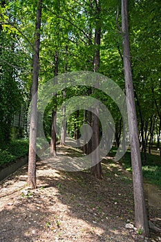 Tree Path Green Foliage Background