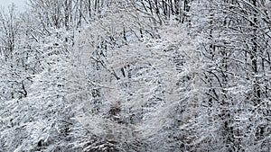 Tree patterns in winter