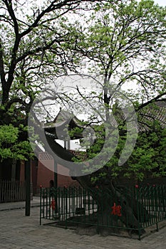 tree and pavilions in a buddhist monastery (shuanglin) closed to pingyao (china)