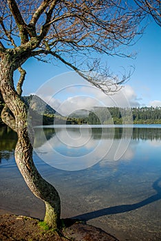 Tree by peacefull lake
