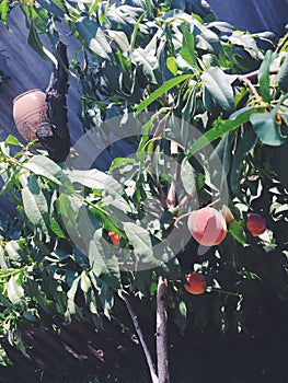 Tree, peach beauty in nature green