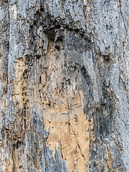 Tree pecked by woodpecker photo