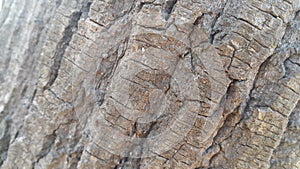 tree peel macro close up texture for background and texture