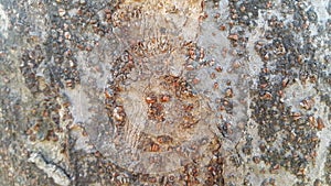 tree peel macro close up texture for background and texture