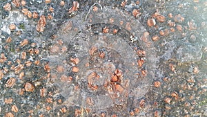 tree peel macro close up texture for background and texture