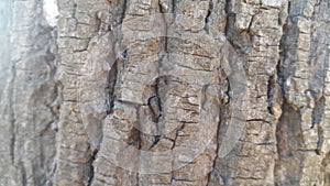 tree peel macro close up texture for background and texture