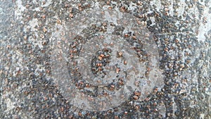 tree peel macro close up texture for background and texture