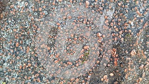 tree peel macro close up texture for background and texture