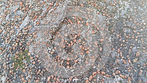 tree peel macro close up texture for background and texture