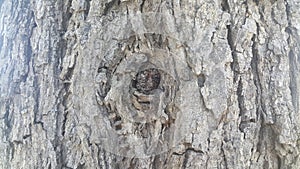 Tree peel macro close up texture for background and texture