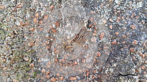 tree peel macro close up texture for background and texture