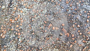 tree peel macro close up texture for background and texture