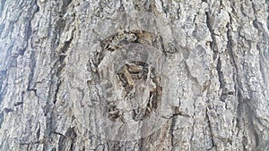 tree peel macro close up texture for background and texture