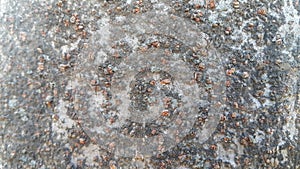 tree peel macro close up texture for background and texture