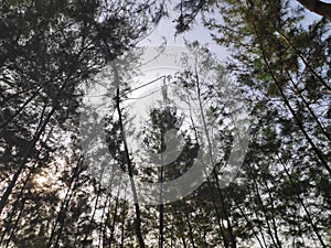 The tree of pemalang