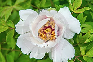 Tree peony blooms bush white. Selective focus.