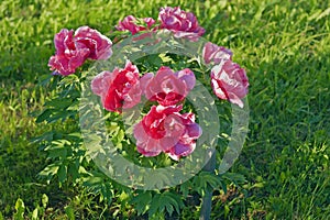 Tree peony bush in full bloom in garden