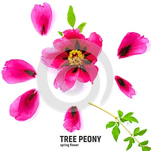 Tree Peony in flower close up. Pink peony flowers isolated on white background.