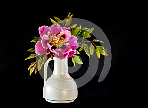 Tree peony in full blown Lan He /Paeonia suffruticosa rockii in a white vase on black