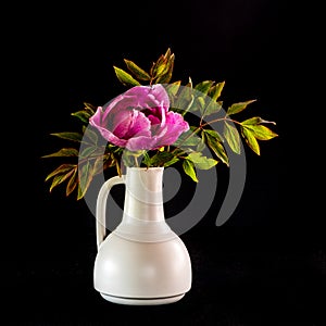 Tree peony Lan He /Paeonia suffruticosa rockii in a white vase on black