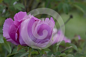 Tree peony Paeonia x suffruticosa, budding pink double flower