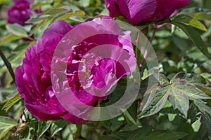 Tree peony Paeonia x suffruticosa, a reddish-purple double flower