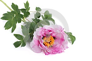Tree peony pink flower isolated on white