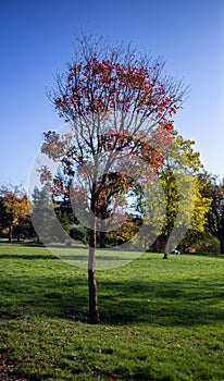 Tree in Perry Park Birmingham