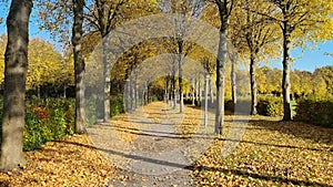 Tree perspective path in the park GIMBAL STABILIZED