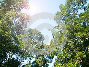 Tree. Perspective unique nature green leave view from under big green tree. Natural and environment concept