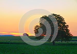 Tree in Pfalz at dusk