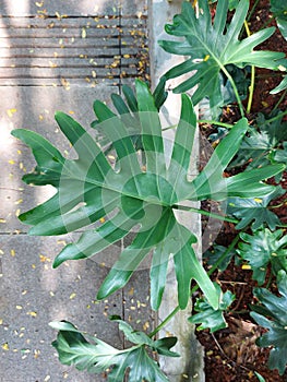 Tree philodendron or Thaumatophyllum bipinnatifidum or Philodendron selloum or xanadu. Big green leaf.