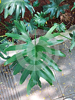 Tree philodendron or Thaumatophyllum bipinnatifidum or Philodendron selloum or xanadu. Big green leaf.