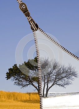 tree, photographed in two seasons from the same place, concept with zip lock. summer, winter