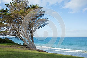 A tree and the picturesque blue ocean view on the coastline at Torquay Foreshore. Torquay is a popular travel destination on the