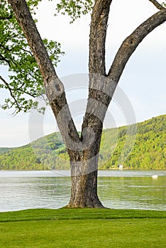 Tree by Picturesque Lake