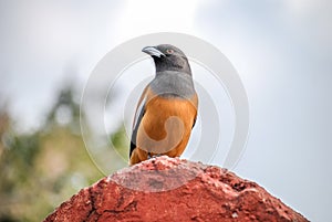 Tree Pie bird in Ranthambore National Park, India