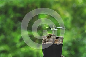 Tree on pile of coins and green background green business idea Finance and investment for sustainability