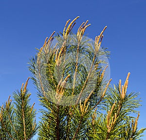 Tree, pine, branch, green, nature, fir, plant, christmas, forest, needle, evergreen, spruce, needles, coniferous, macro, leaf, iso