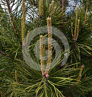 Tree, pine, branch, green, nature, fir, plant, christmas, forest, needle, evergreen, spruce, needles, coniferous, macro, leaf, iso