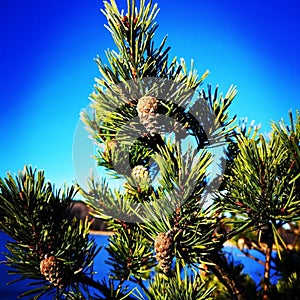 Tree with pine cones extends towards the sky