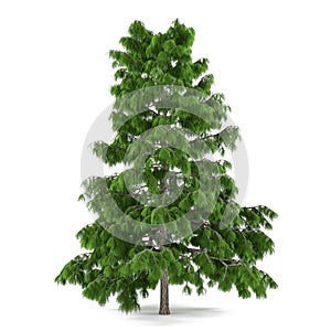 Tree pine isolated. Cedrus deodara