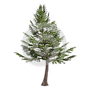 Tree pine isolated. Cedrus libani