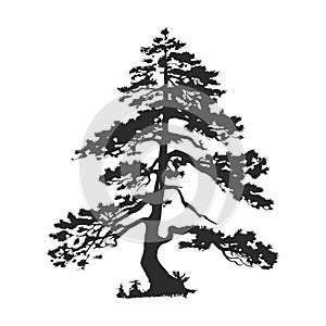 tree pine silhouette tattoo, logo cypress tree evergreen, cedar forest wood vector illustration. conifer tree