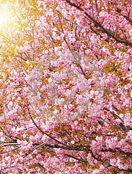 Tree with pink Cherry flowers. Selective focus during spring blossoms Sakura