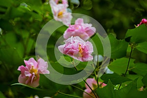 A tree of Pink cotton roses in bloom